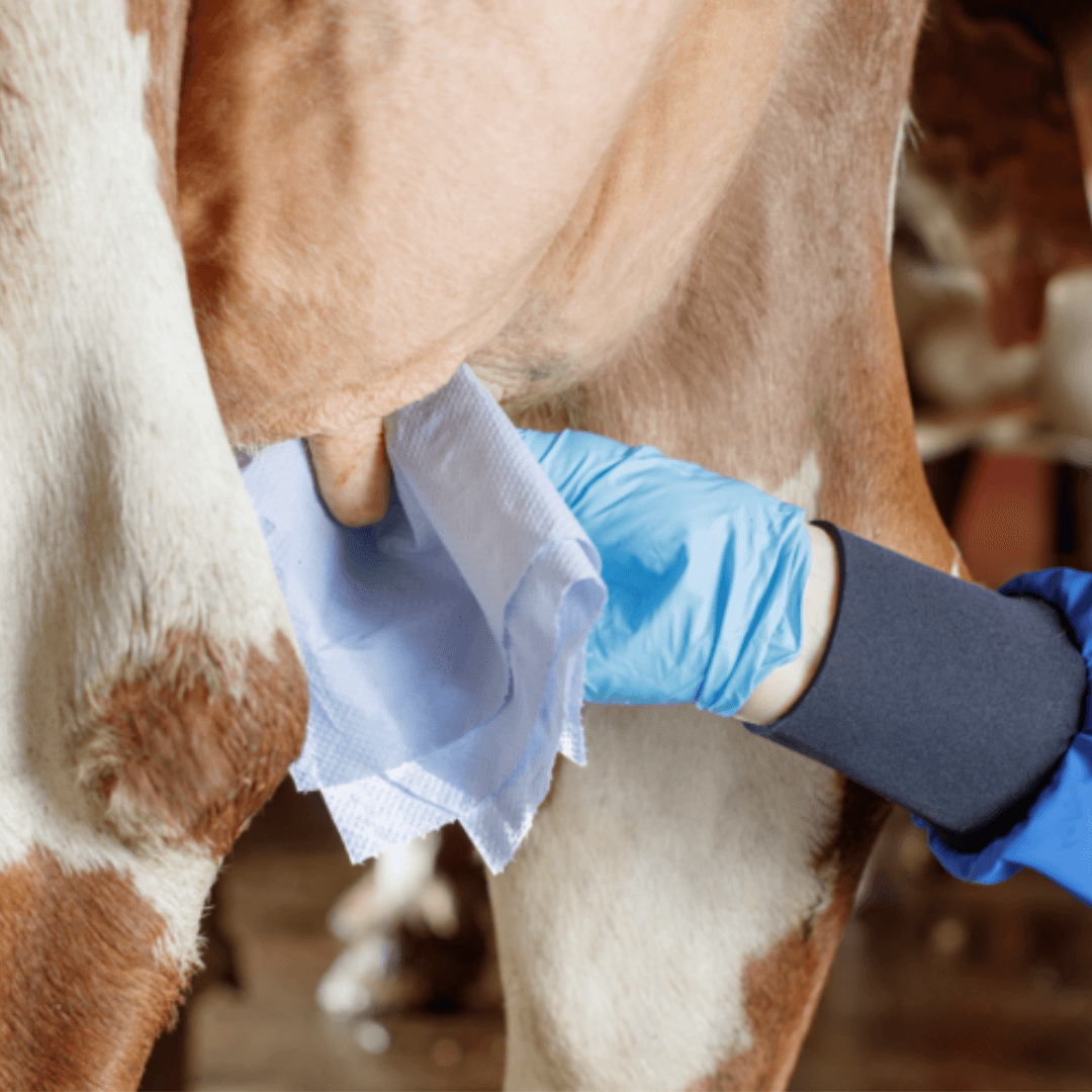 Aggiornamento sulle principali cause di mastite infettiva