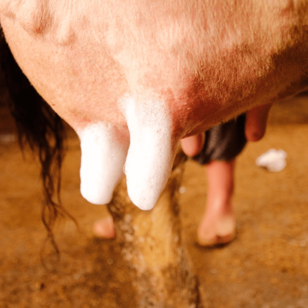 Correlazione tra mastite e igiene della stalla