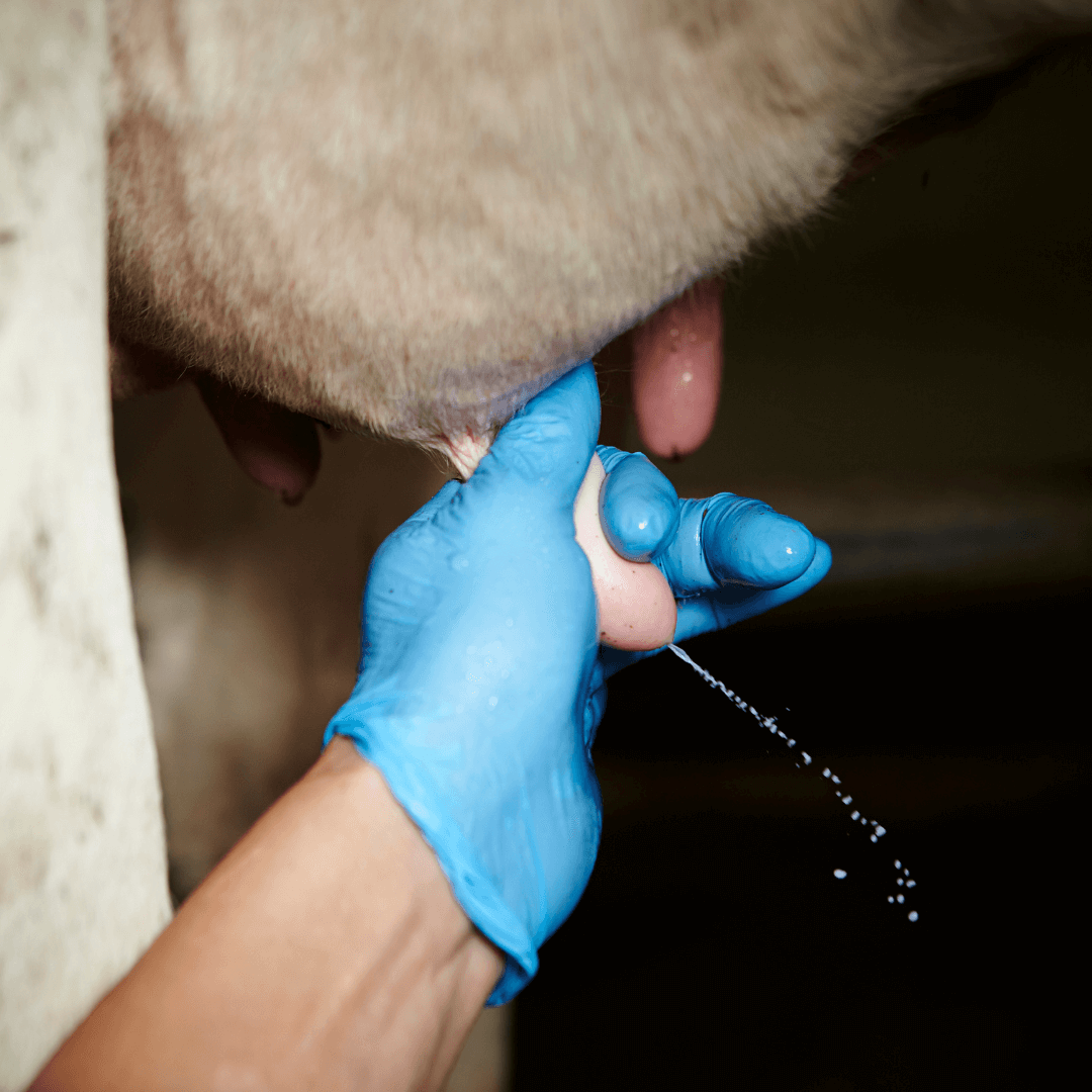 Prevenire la mastite nei bovini