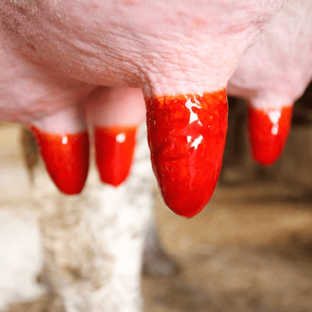 mastite bovina sintomi