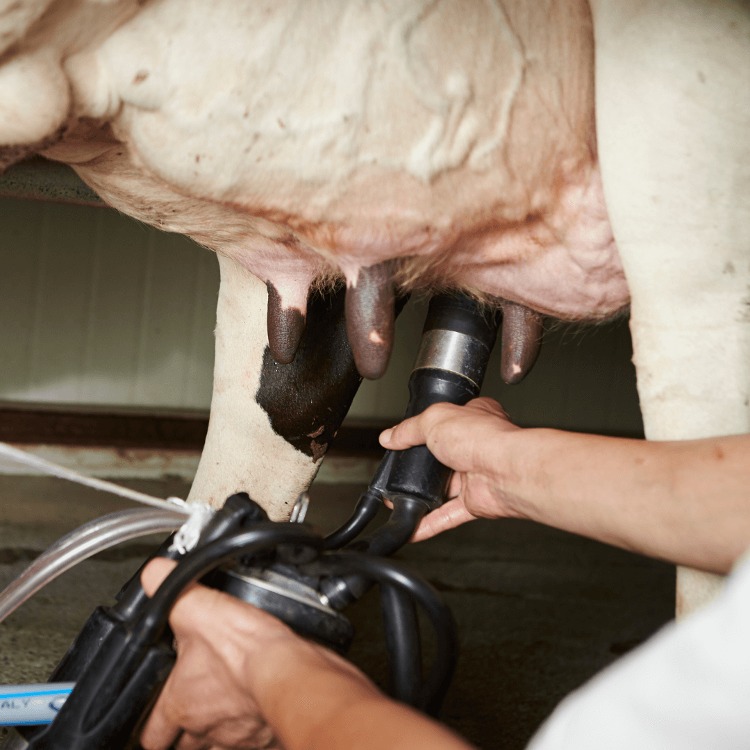 mastite subclinica bovini